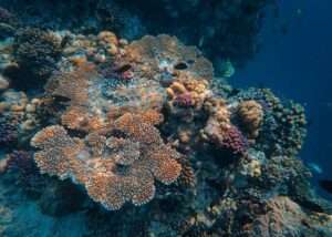 Colorful coral reef and tropical fish at Hikkaduwa Marine National Park Sri Lanka