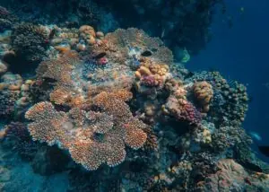 Colorful coral reef and tropical fish at Hikkaduwa Marine National Park Sri Lanka