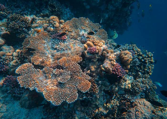 Colorful coral reef and tropical fish at Hikkaduwa Marine National Park Sri Lanka
