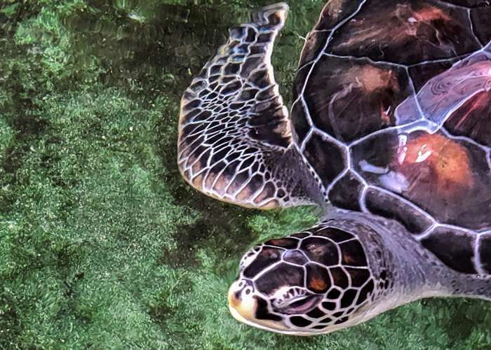 Sea turtle at a turtle hatchery in Hikkaduwa Sri Lanka