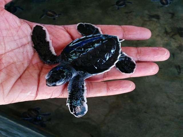 Guest holding a baby sea turtle at the Kosgoda Turtle Hatchery in Sri Lanka