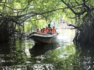 Boat ride through the mangrove forests during a Madu River Safari in Bentota