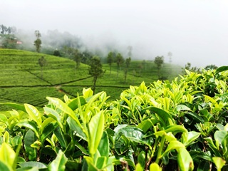 Beautiful tea plantation landscape in Sri Lanka hill country