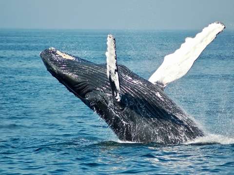 Blue whale spotted during a whale watching tour in Mirissa, Sri Lanka