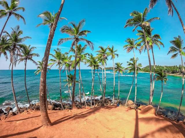 Coconut trees overlooking the ocean at Coconut Tree Hill in Mirissa, Sri Lanka