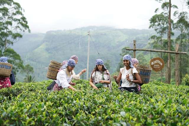 Tourists plucking fresh tea leaves in a tea plantation in Nuwara Eliya, Sri Lanka