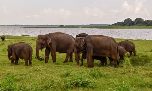 Sri Lanka safari tips – wild elephants in Udawalawe